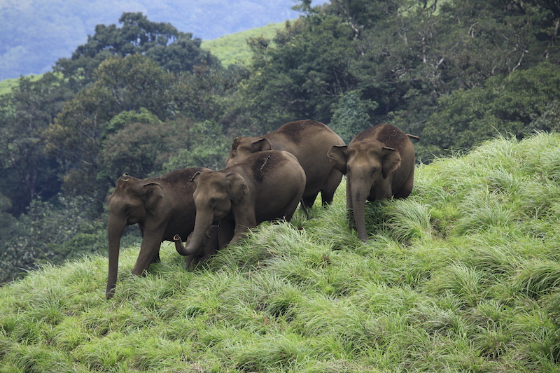 Miglior periodo per un viaggio in Kerala | Elefanti a Periyar